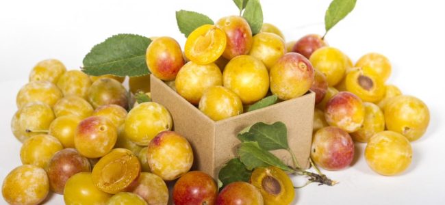 20. Les Mirabelles de Lorraine